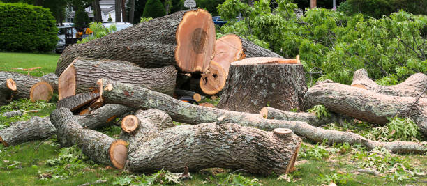 Best Tree Preservation Services  in White City, FL